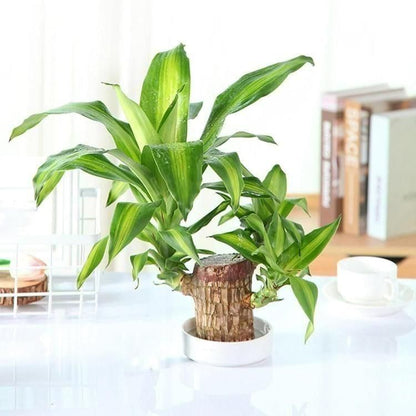 Brazilian Lucky Wood Mini Plant Décor – Fortune & Elegance Combined