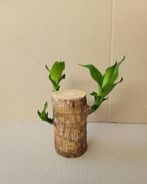 Brazilian Lucky Wood Mini Plant Décor – Fortune & Elegance Combined