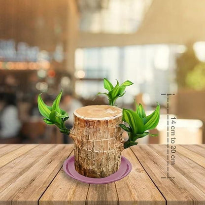 Brazilian Lucky Wood Mini Plant Décor – Fortune & Elegance Combined