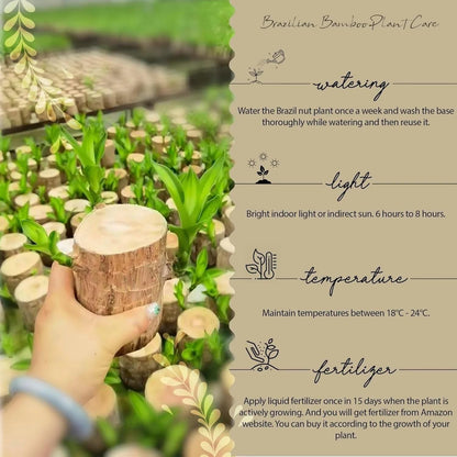 Brazilian Lucky Wood Mini Plant Décor – Fortune & Elegance Combined